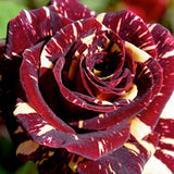 Rose Bush Live Plant - Rose Plant Live Shrub - Bareroot with Soil 5-10 Inch Tall - Fragrant Rose Flowers Heirloom Rose Shrub - No Pot (Deep Red Yellow Rose)