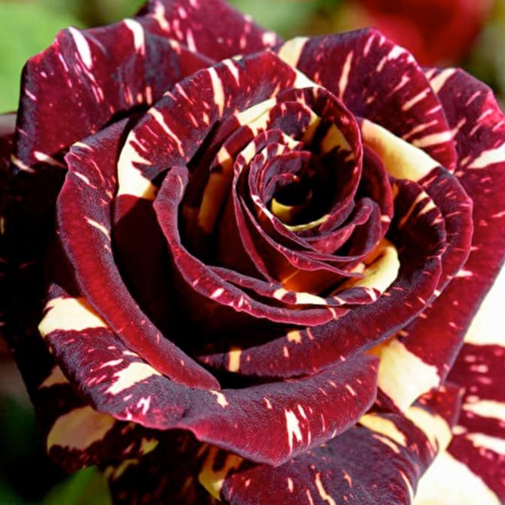 Rose Bush Live Plant - Rose Plant Live Shrub - Bareroot with Soil 5-10 Inch Tall - Fragrant Rose Flowers Heirloom Rose Shrub - No Pot (Deep Red Yellow Rose)