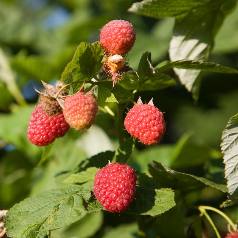 Pack 2 Caroline Red Raspberry Plants Live, Size 5-9 Inch Tall, Raspberry Trees Live Plants, Sweet Raspberry Bush Shrub
