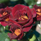 Rare Rose Bush Live Plant - Rose Plant Live to Grow - Bareroot 5-10 Inch Tall - Fragrant Rose Flowers Shrub - No Pot (Dark Night Rose)
