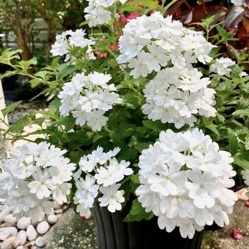 4 White Verbena Plants Live, 5-9" Tall Hardy Perennial Flower Plants, Well-Rooted for Outdoor Planting