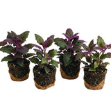 4 Purple Passion Plants Live, Gynura Aurantiaca Houseplant, Purple Velvet Foliage Indoor Tropical Plant, Trailing Vine Plant for Home Garden