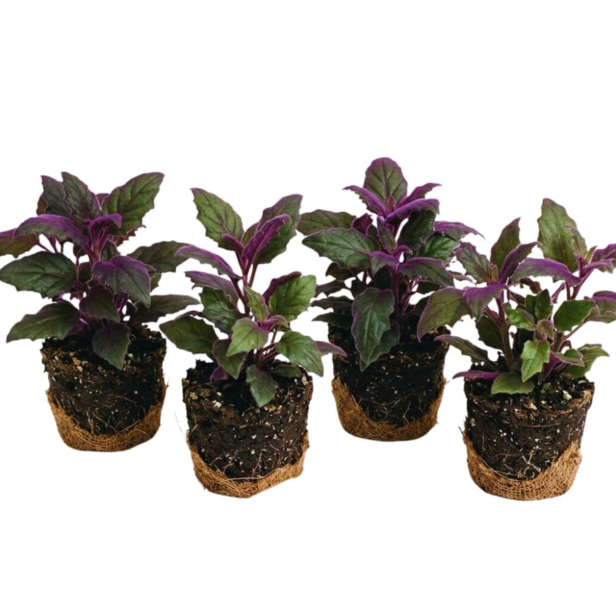 4 Purple Passion Plants Live, Gynura Aurantiaca Houseplant, Purple Velvet Foliage Indoor Tropical Plant, Trailing Vine Plant for Home Garden