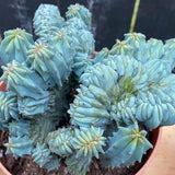 Blue Cactus Live Plant in 4" Pot, Rare Cactus Succulent for Home Décor, Indoor Outdoor Growing