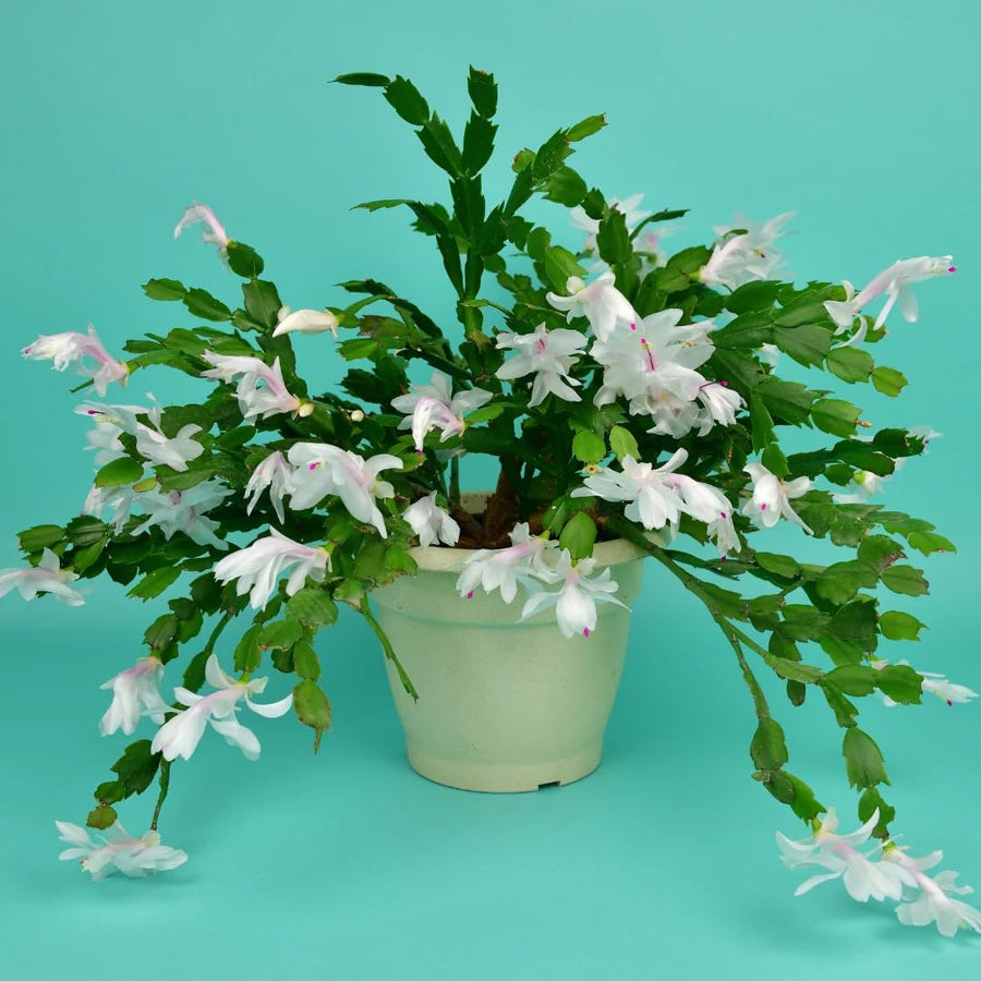 White Thanksgiving Cactus in 4" Pot for Spring Planting, Indoor Outdoor Home Decor