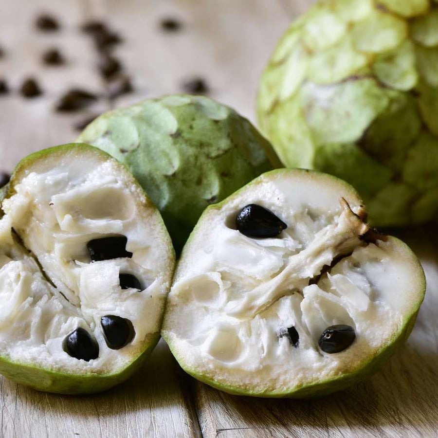 Cherimoya Tree Live Plant, Live Sweet Cherimoya Plants, Tropical Fruit Plant for Outdoor Planting, 4-6 Inches Tall