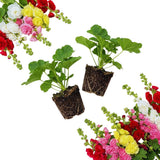 Set 2 Mix Double Hollyhock Plants Live Bare Roots, Hollyhock Flower Live Plant Well Rooted, Annual Flower, 4 to 7'' Long