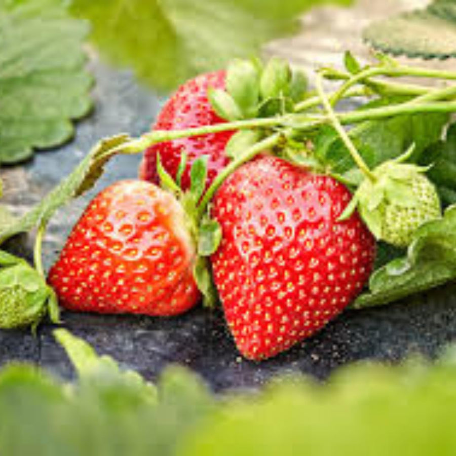 Set 3 Everbearing Strawberry Plants, Easy tp Plant, Sweet Strawberry Plants Live, Outdoor Gardening