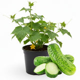2 Cucumber Plants Live for Planting, Green Cucumber Live Plant in 4 Inches Pot, Well Rooted from 6 to 8 Inches Tall for Vegetable Garden, Cucumbers Starter Plant