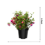 4 Blue Eyes Fuchsia Plants Live, 4 Inches Pot, Fuchsia Plants Live from 4 Inc Tall