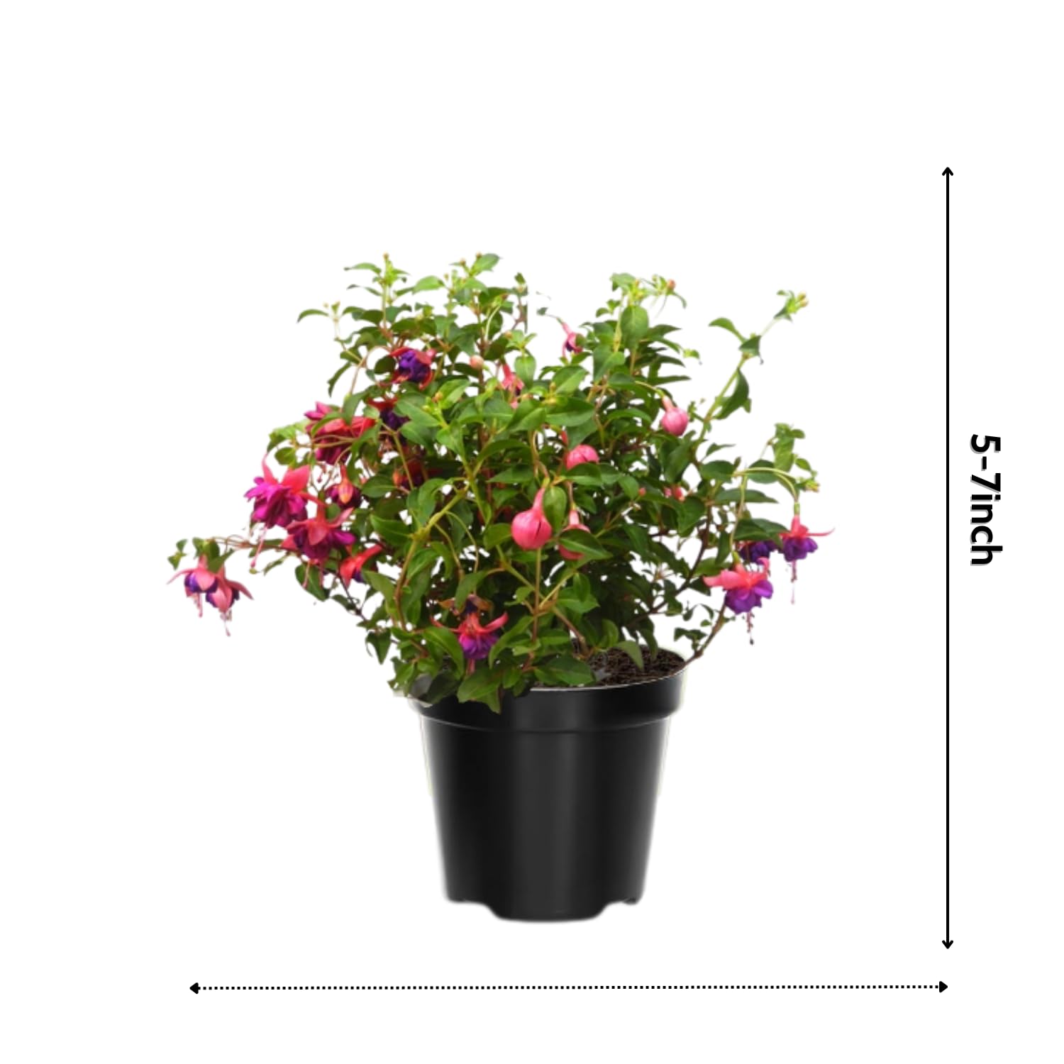 4 Blue Eyes Fuchsia Plants Live, 4 Inches Pot, Fuchsia Plants Live from 4 Inc Tall