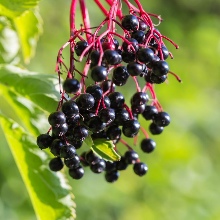 Elderberry Plants Live for Planting, Black Elderberry Tree in 1 Gallon Pot, 2-3 Feet Tall, Edible Fruit for Outdoor Garden