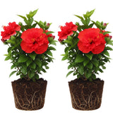 2 Hardy Hibiscus Plants Live, Hibiscus Flowers Plants Tree, 3 to 5Inc Long (Double Red)