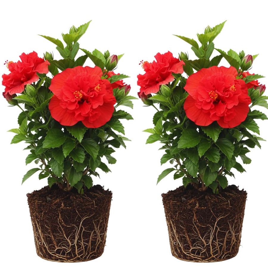 2 Hardy Hibiscus Plants Live, Hibiscus Flowers Plants Tree, 3 to 5Inc Long (Double Red)