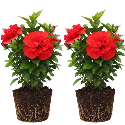 2 Hardy Hibiscus Plants Live, Hibiscus Flowers Plants Tree, 3 to 5Inc Long (Double Red)