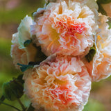 Set 2 Mix Double Hollyhock Plants Live Bare Roots, Hollyhock Flower Live Plant Well Rooted, Annual Flower, 4 to 7'' Long