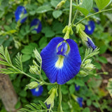 Set of 50 Butterfly Pea Seeds, Butterfly Pea Flower Seeds, Blue Flower for Planting