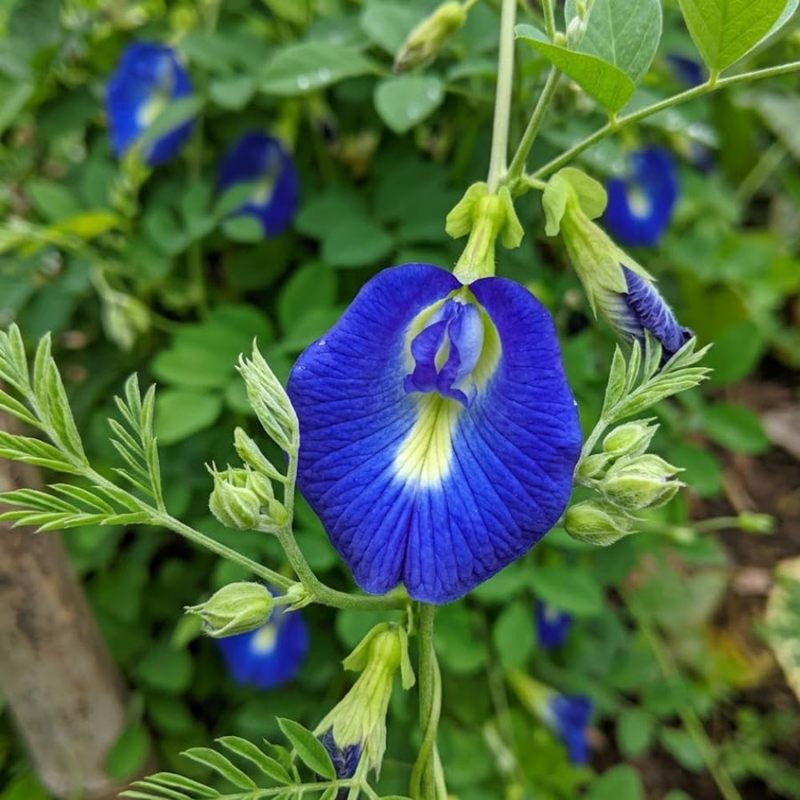 Set of 50 Butterfly Pea Seeds, Butterfly Pea Flower Seeds, Blue Flower for Planting