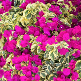 2 Trailing Bougainvillea Plants Live, Hardy Flowering Bougainvillea Plants for Hanging Basket, Container Growing, 4-8 Inches Tall (Raspberry Ice)