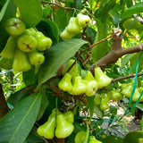 Green Wax Apple Tree Live, Apple Fruit Tree 2–3 Feet Tall, Tropical Fruit Tree for Outdoor Planting
