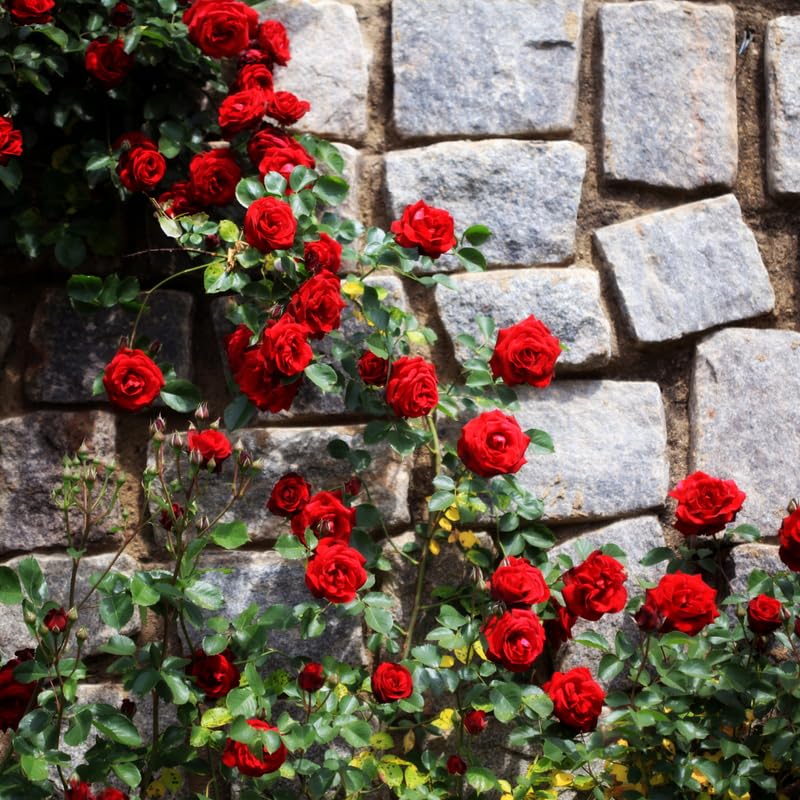 Climbing Bush Roses for Garden, Fragrant and Hardy Rose Plants for Outdoor Planting, No Pot, 3 to 7 Inc Tall Starter Plant Well-Rooted, Bright Red Blooms