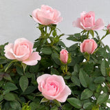 Miniature Rose Plant, Live 3.5” Potted Rose, Compact, Colorful Flowering Rose Bush for Indoor Outdoor Gardens (Light Pink)