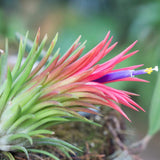 Set 5 Air Plants Live, Red Tillandsia Plants, Indoor Succulent Houseplants 1 to 3 Inches
