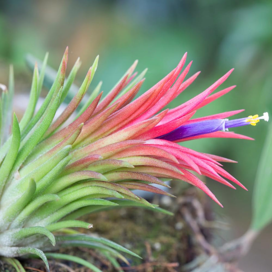 Set 5 Air Plants Live, Red Tillandsia Plants, Indoor Succulent Houseplants 1 to 3 Inches
