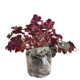 Heuchera Live Plant, Heuchera Coral Bells Live Plant, Deep Purple Heuchera Houseplant, 5-8 Inc Tall, Change Color Leaf Heuchera