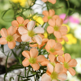 Oxalis Plant in 4'' Pot, 4-8'' Tall, Shamrock Flowers Plants, Perennial Flower Plants for Indoor and Outdoor Garden