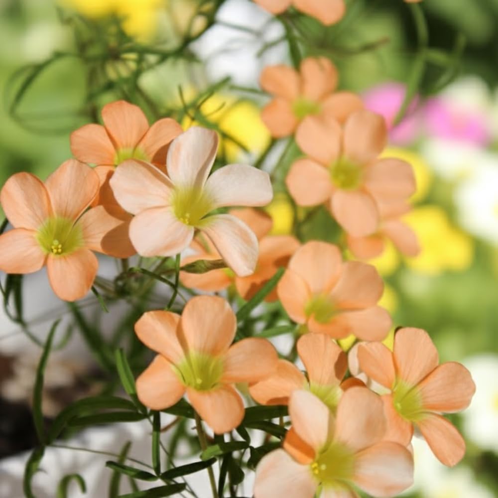 Oxalis Plant in 4'' Pot, 4-8'' Tall, Shamrock Flowers Plants, Perennial Flower Plants for Indoor and Outdoor Garden