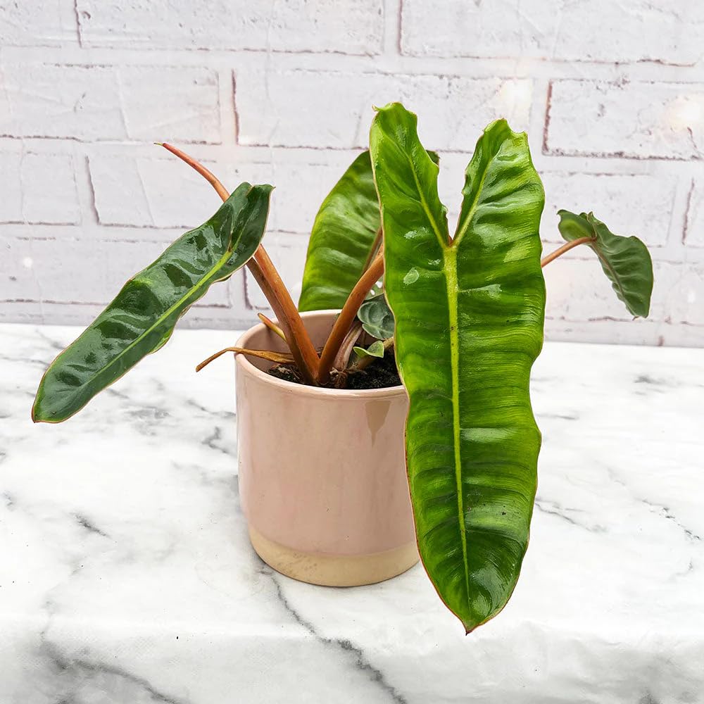 Philodendron Live Plant, Rare Houseplant, 5-8" Tall Tropical Foliage Indoor Plant for Decoration Home Garden (Heart-Shaped Long Leaf Philodendron)