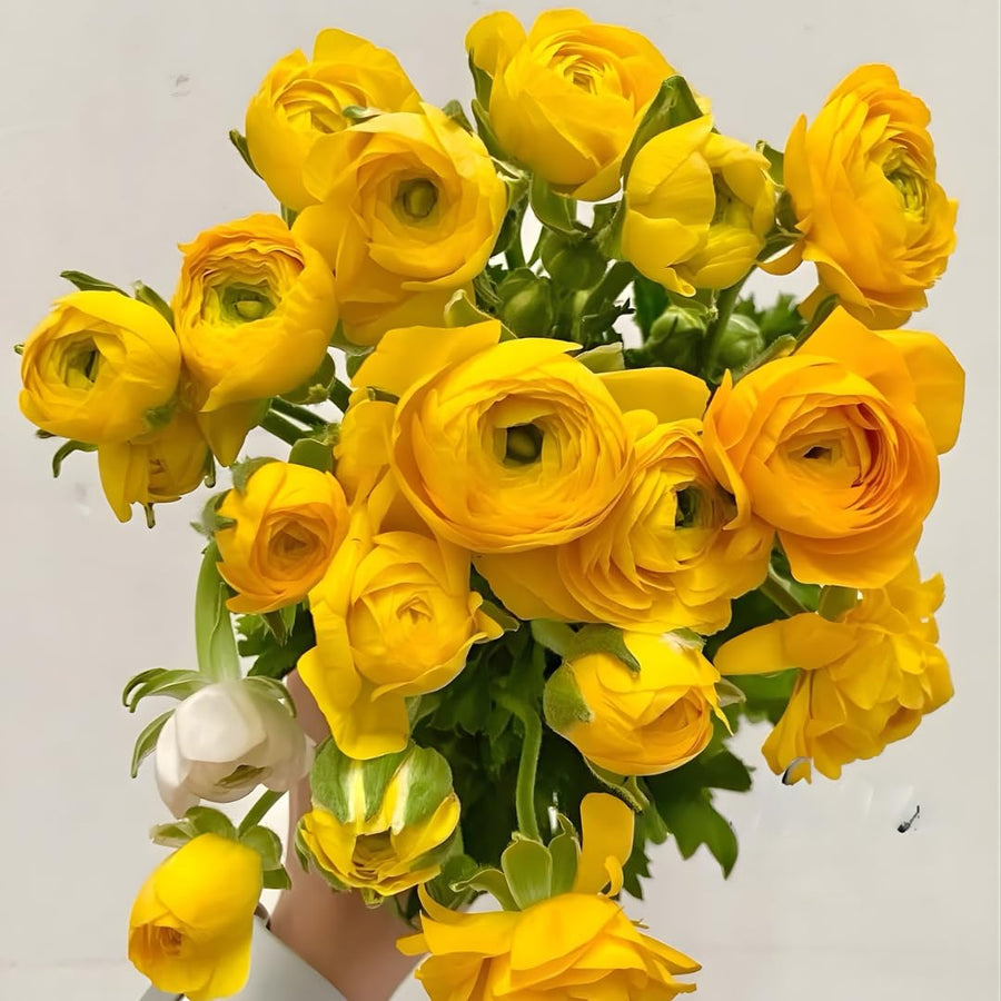 Ranunculus Bulbs, 25 Ranunculus Bulbs, French Peony Style Buttercup Corms, Spring Blooming Garden Flowers, Vibrant Flower Plant (Yellow Ranunculus)