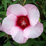 Deep Pink Hibiscus Plant Live, Hardy Hibiscus Flowers for Outdoor Landscapes, 5-9 Inch Height, Ornamental Hibiscus Bush Shrub, Well-Rooted, No Pot