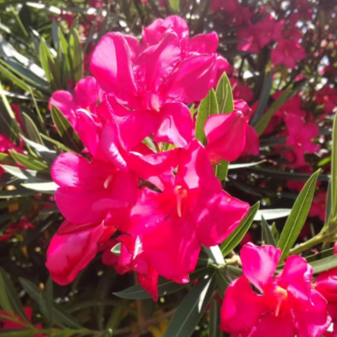 Oleander Plants Live, 2 Small Plants, Live Oleander Flower Plants, Tropical Plant Live Shrub Garden (Pink)