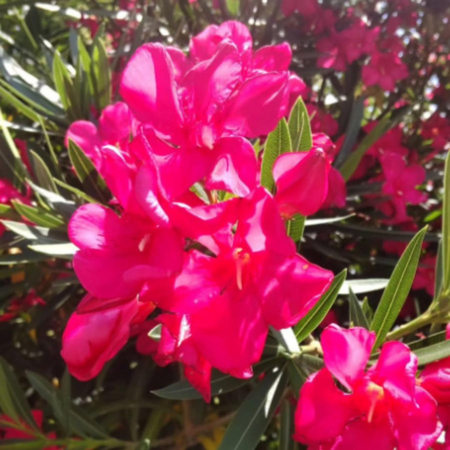 Oleander Plants Live, 2 Small Plants, Live Oleander Flower Plants, Tropical Plant Live Shrub Garden (Pink)