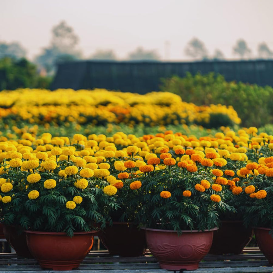 2 Marigold Live Plants for Outside, Yellow Marigold Plants Live, 4 to 6 Inc Tall Starter Plant Growing