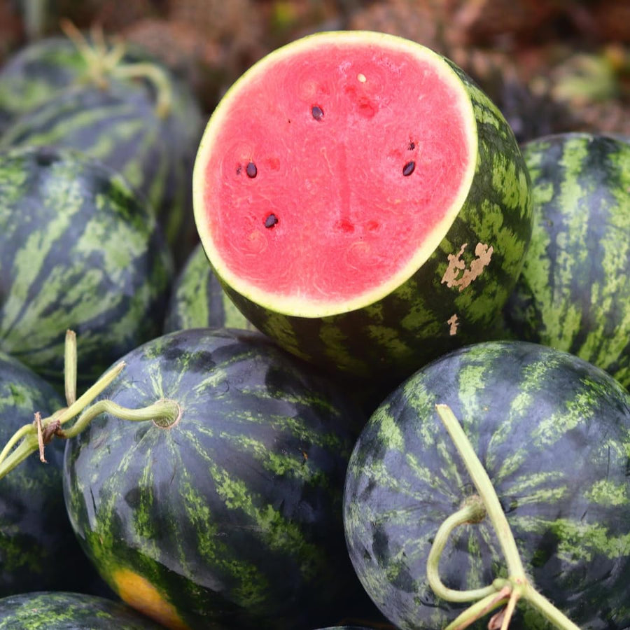Pack 2 Watermelon Plants Live, Sweet Fruit Plant Gardening, 4-6 Inches Tall, Ready to Grow