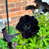 Black Petunia Plants Live, Annual Petunia Flowering Plants 3-5 Inch, Indoor Outdoor Growing