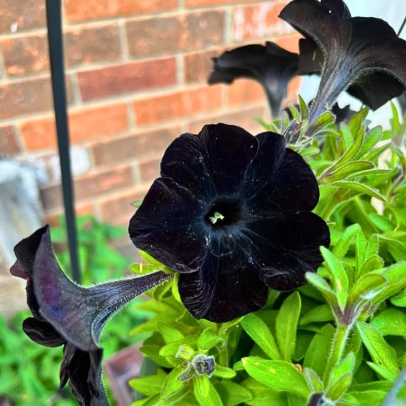 Black Petunia Plants Live, Annual Petunia Flowering Plants 3-5 Inch, Indoor Outdoor Growing