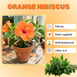 Orange Hibiscus Plant Live, Hardy Hibiscus Plants Live 5-7 Inches Tall, Vibrant Blooming Flower, Well-Rooted Plant for Home Garden Indoor Outdoor