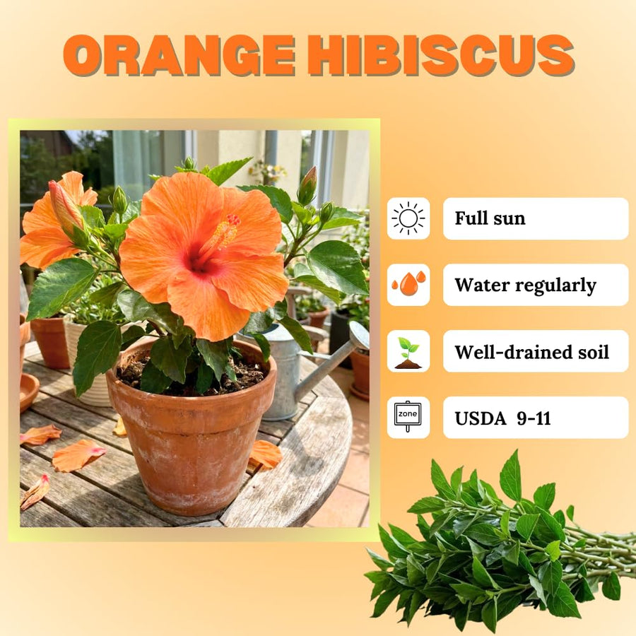 Orange Hibiscus Plant Live, Hardy Hibiscus Plants Live 5-7 Inches Tall, Vibrant Blooming Flower, Well-Rooted Plant for Home Garden Indoor Outdoor