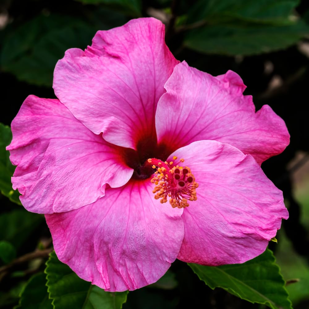 Hardy Hibiscus Plants Live, Pink Hibiscus Flowers Plants, 3 to 5Inc Long Starter Plants