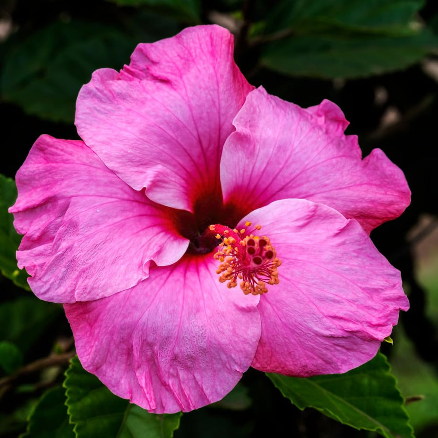 Hardy Hibiscus Plants Live, Pink Hibiscus Flowers Plants, 3 to 5Inc Long Starter Plants