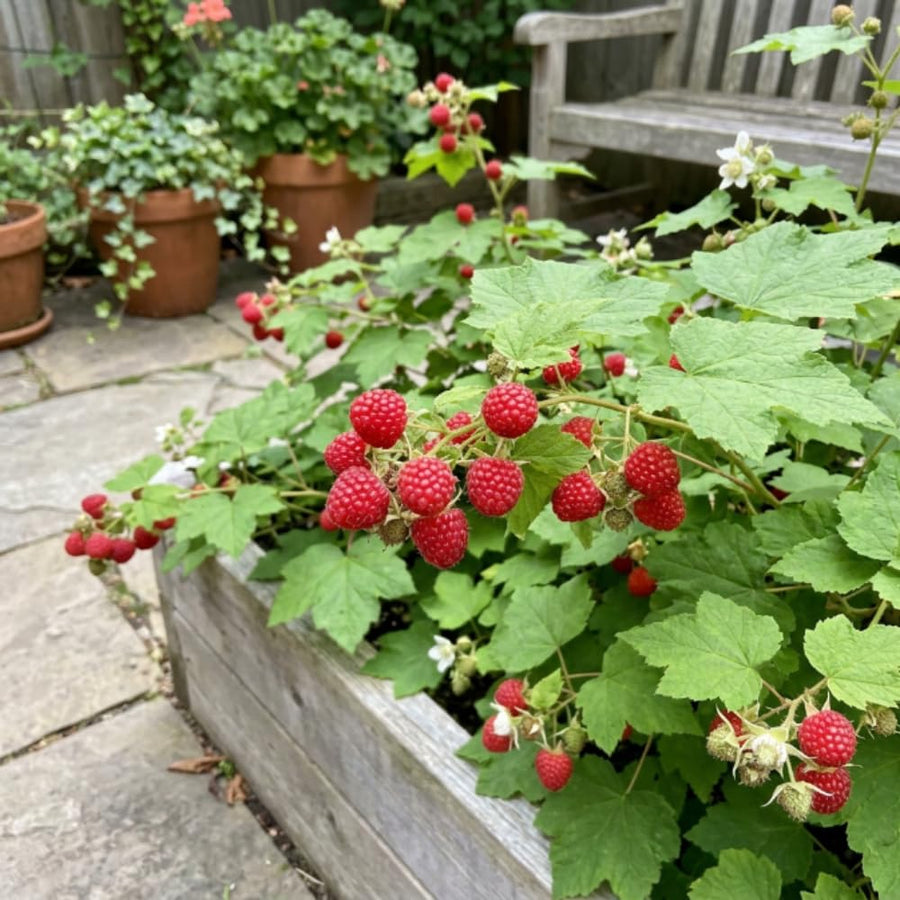 Thimbleberry Live Plant, Thimbleberry Raspberry Plant, 5 Inches Pot, 4-6 Inches Tall, Edible Berry Plants for Backyard Gardens and Edible Landscapes