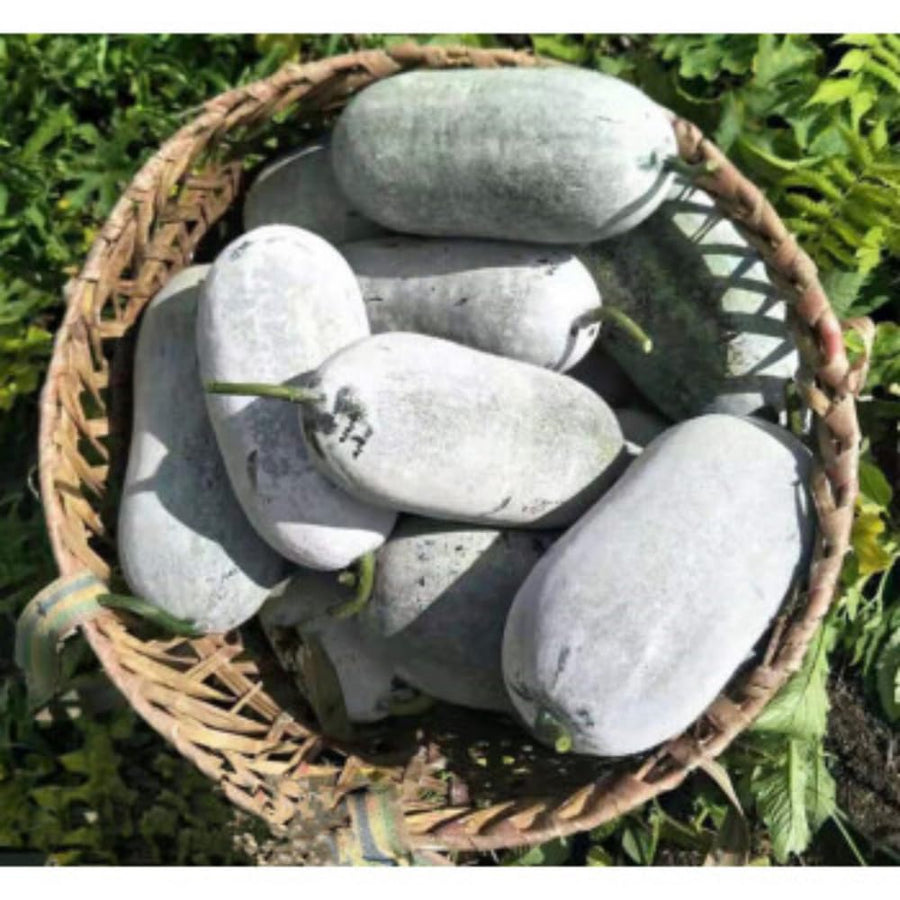 Round Ash Gourd Plant, Winter Melon Vine Live in 4 Inc Pot, Live Melon Plants 4-5 Inch Tall, Well-Rooted