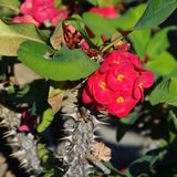 Euphorbia Crown of Thorns Plant, Hardy Perennial Succulent Plant 3-5 Inches, Vibrant Red Flowers, Gardens and Indoor Planting