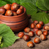 Live American Hazelnut Tree Plant, 10 Months Old Hazelnut Tree Live Plant for Growing, Dormant, Well Rooted in Winter