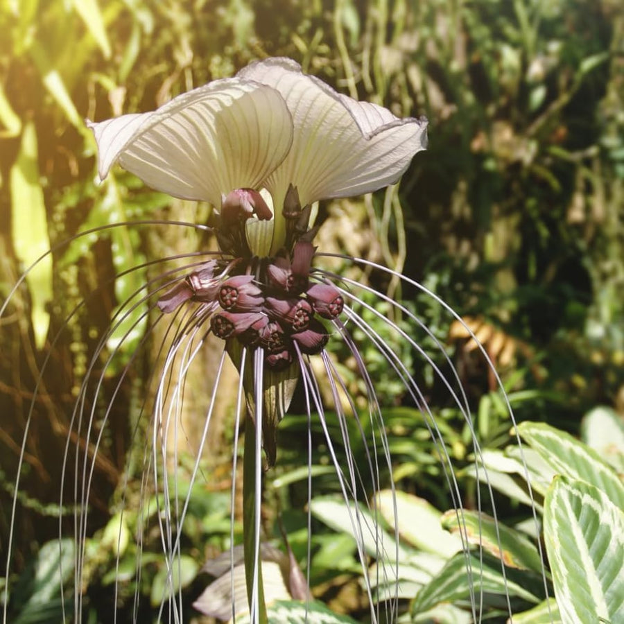 White Tacca Plant Live in 4 Inch Pot - White Bat Flower Houseplant Great for Indoor and Outdoor Gardening