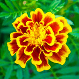 2 Live Marigold Plants for Outside, Orange Yellow Marigold Live Plants Pot 4'' Perennial Blooming